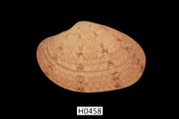 藏品(文文橫簾蛤)的圖片